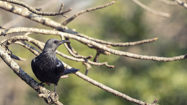 istock Closeup shot of Eurasian rook on the tree branches 1437873896