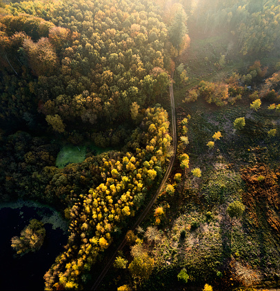 Aerial view of woodland in autumn