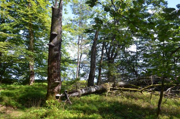 istock Fallen tree in the forest surrounded by lush green ones 1437874559