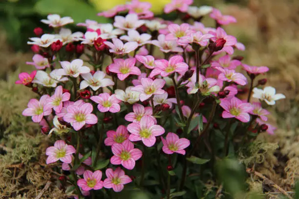 A closeup shot of beautiful Irish saxifrage flowers