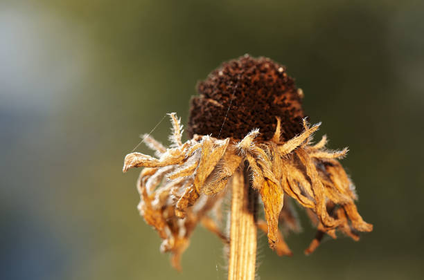 the end of the summer is the end of colorful meadows with flowers which getting dry with our raining