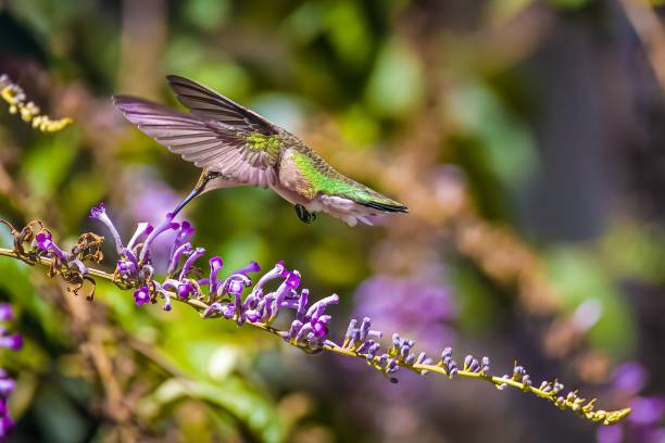 istock Closeup of a ruby-throated hummingbird feeding on nectar from a butterfly bush 1437874860