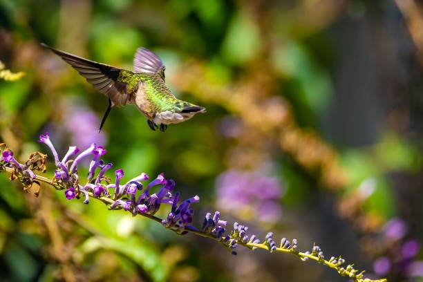 istock Closeup of a ruby-throated hummingbird feeding on nectar from a butterfly bush 1437874861