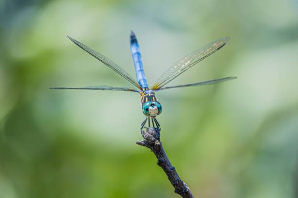 istock Macro shot of a dragonfly perched on top of a tree branch 1437874868