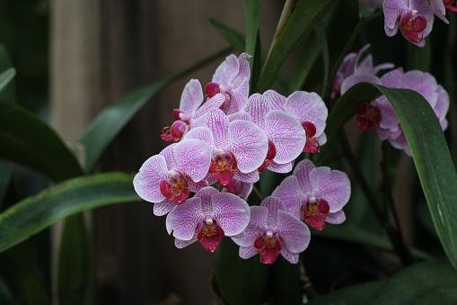 A beautiful shot of a purple Orchideen flower in full bloom in the garden