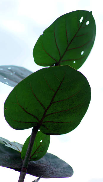 istock Coccoloba uvifera plant 1437874985