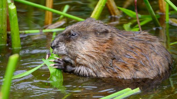 istock Closeup of a beaver in water eating a leaf 1437875065