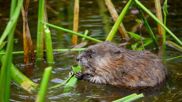 istock Beaver in water eating a leaf 1437875072