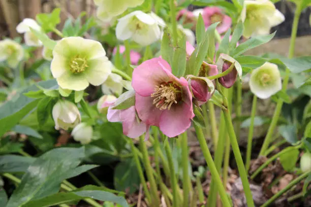 A selective focus closeup of colorful Hellebore flowers on a garden