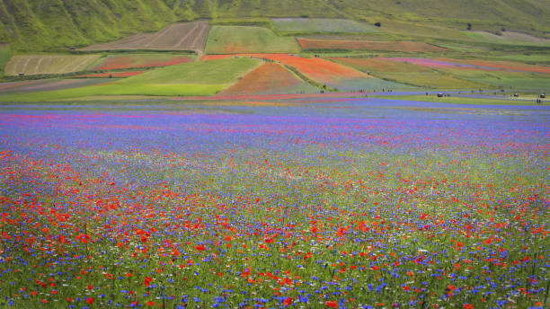 istock Castelluccio of norcia 1437875127