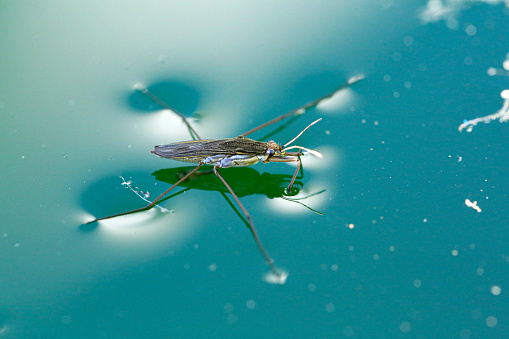 A closeup shot of a common pond skater balancing on the water surface