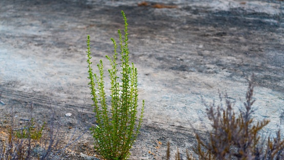 A closeup of a dry and green Artemisia nova plant in desert near road in summer day