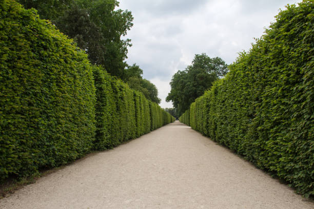 istock Focal point view of a straight pathway with hedges on each side 1437875435