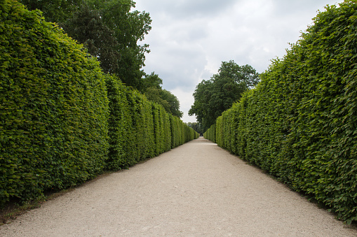 A focal point view of a straight pathway with hedges on each side