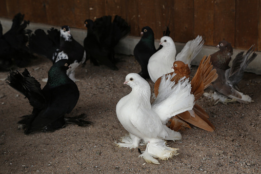 Flying feral pigeon (Columba livia domestica or Columba livia forma urbana)