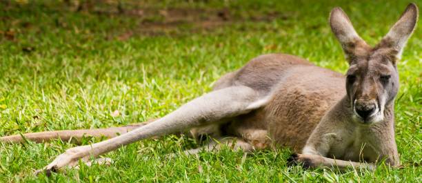 Closeup of a red kangaroo (Osphranter rufus) lying on the grass