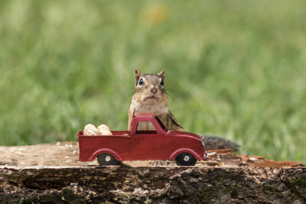 Photo of Chipmunk stuffs checks with peanuts out of red truck for fall season