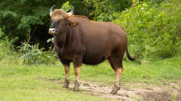 istock Gaur or Indian bison in a field 1437875829
