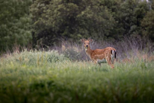 istock Beautiful view of a deer in a field 1437875881