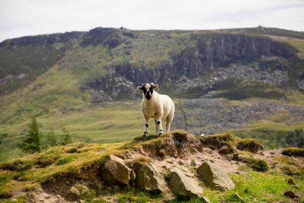 istock Cute young sheep standing on a rock surrounded by greenery on a sunny day 1437875910