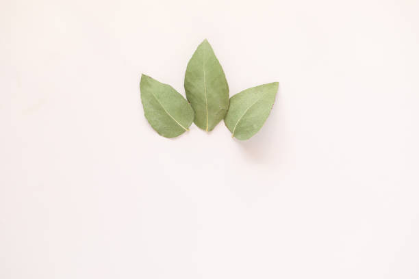 istock Simple flat lay image featuring three gum leaves on cream colored background with copy space 1437875929