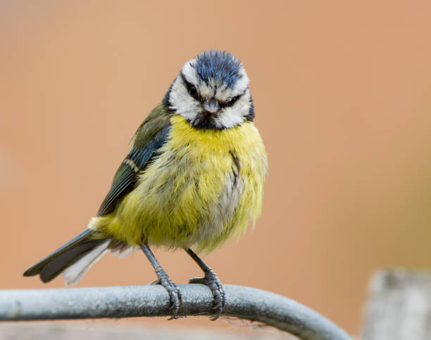 istock Selective focus shot of a cute blue tit perched on a branch 1437875975