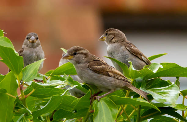 istock Closeup of house sparrows perched on a tree 1437876060