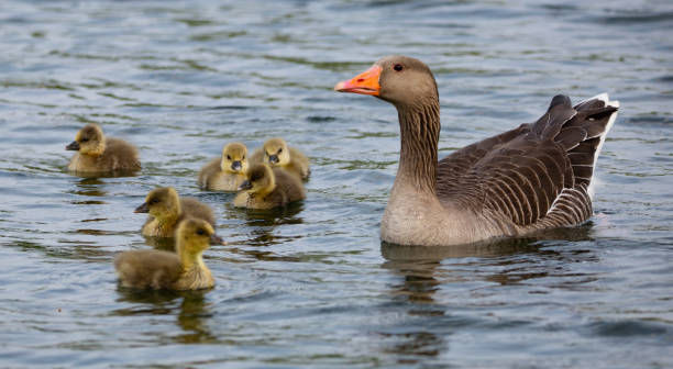 istock Ducks swimming in the pond during the daytime 1437876197