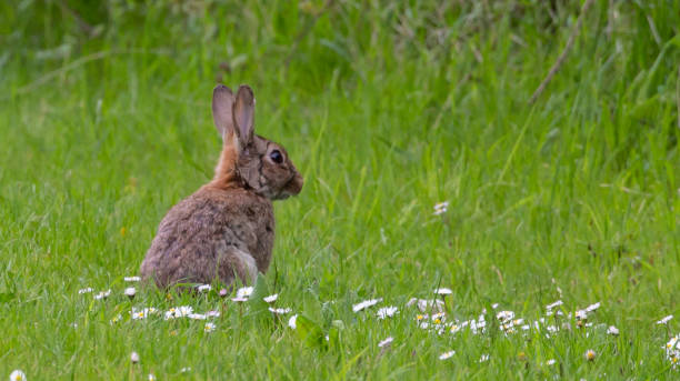 istock Selective focus shot of a cute brown rabbit sitting on the grass 1437876199