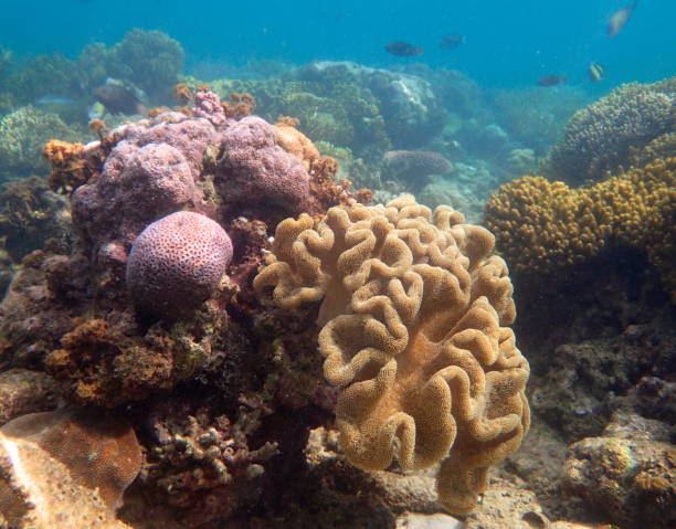 istock coral seascape with sarcophyton coral 1437876213