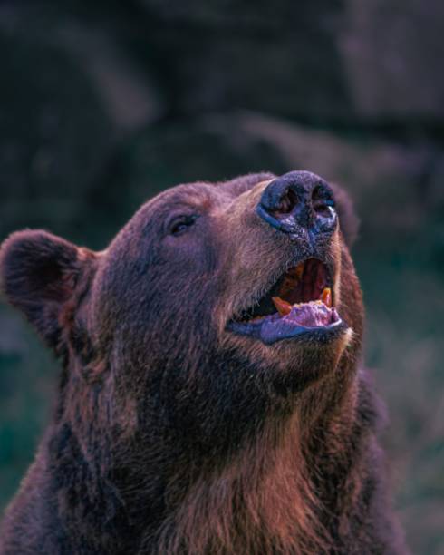 istock Vertical portrait of a Grizzly bear roaring on a sunny day 1437876310