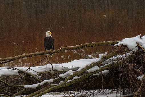 A closeup shot of a bald eagle perched on a tree in winter