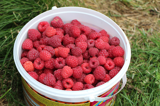 The sweet raspberries in the plastic container