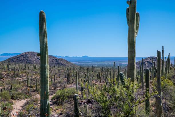 istock A long slender Saguaro Cactus in Tucson, Arizona 1437876583