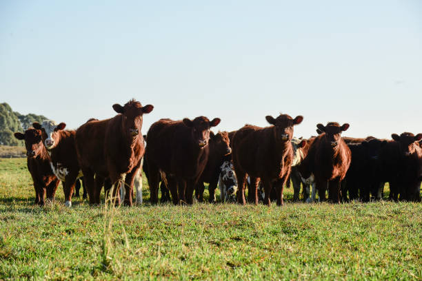 istock Countryside landscape with cows grazing, 1437876663