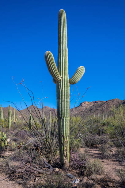 istock A long slender Saguaro Cactus in Tucson, Arizona 1437876684