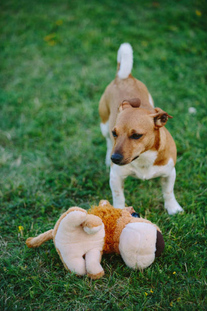 istock Cute basenji dog playing outdoors at daytime 1437876908