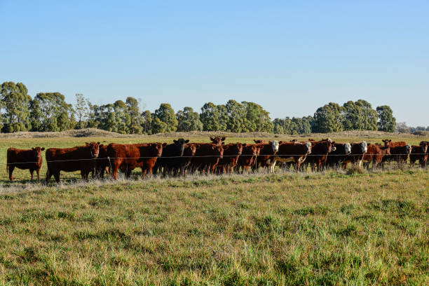 istock Countryside landscape with cows grazing, 1437876938