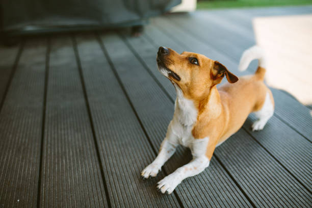 istock Cute basenji dog playing outdoors at daytime 1437877010