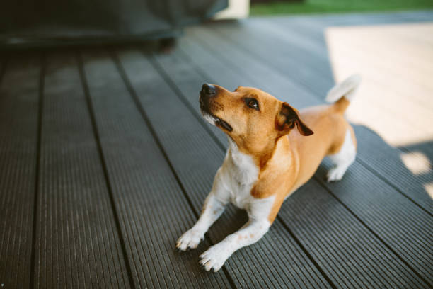 istock Cute basenji dog playing outdoors at daytime 1437877012
