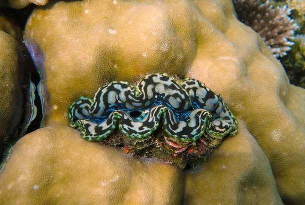istock giant clam (Tridacna) with black and blue mantle 1437877069