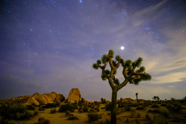 istock Dreamland in the Desert 1437877129