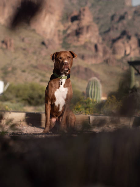 istock Selective focus shot of a brown pitbull in a canyon landscape 1437877182