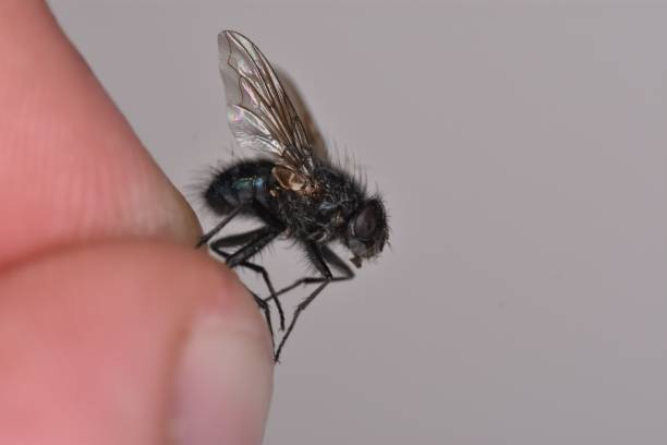 istock Macro shot of a housefly isolated on a white background 1437877339
