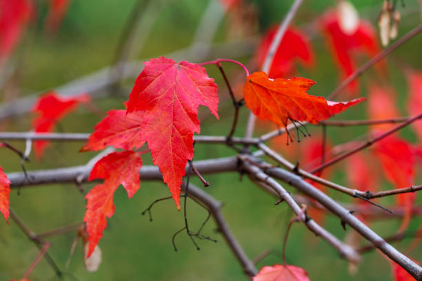 klon z czerwonymi liśćmi na gałęziach drzew zbliżenie. acer ginnala w jesiennym parku lub lesie - maple tree tree autumn red zdjęcia i obrazy z banku zdjęć