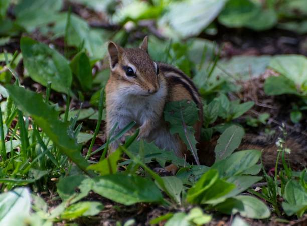 istock Cute chipmunk on the ground with leaves 1437877456