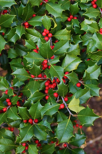 Snow covers small red berries on green holly bush on a sunny winter Christmas morning