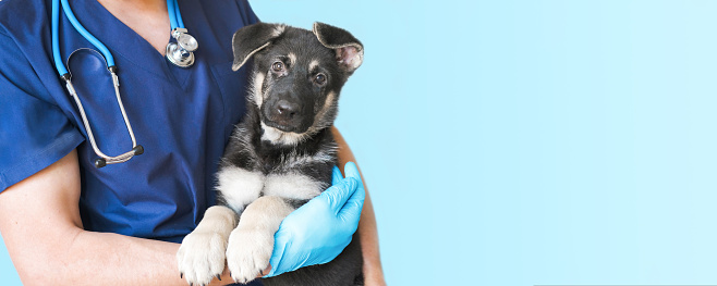Imagen recortada de un apuesto médico veterinario con estetoscopio sosteniendo un lindo cachorro de pastor alemán negro en brazos en la clínica veterinaria sobre una pancarta de fondo blanco photo