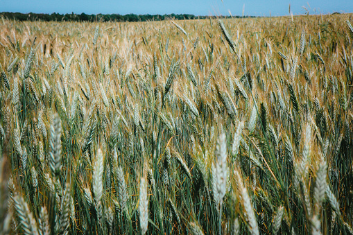 Acres of grain triticale growing on cultivated field