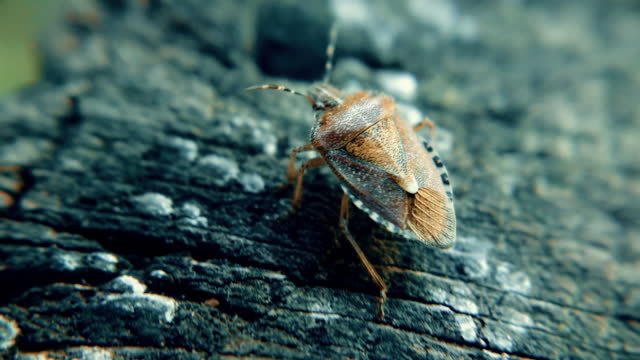 A smelly Bug on a wooden surface